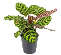 Calathea Makoyana Peacock Or Cathedral Windows Potted Plant Indoor Houseplant