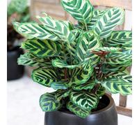 Calathea Makoyana Premium Indoor Lush Peacock Houseplant Gift 30-40Cm With Pot