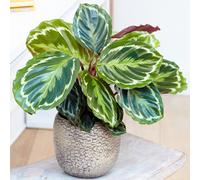 Calathea Medallion (12cm) V2