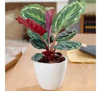 Calathea Medallion (12cm) V3