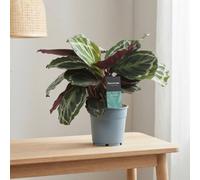 Calathea Medallion Houseplant - 12Cm Pot, 30Cm