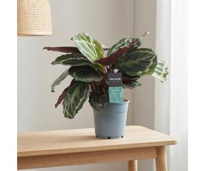 Calathea Medallion Houseplant - 12Cm Pot, 30Cm