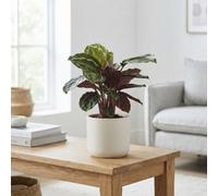Calathea Medallion Prayer Plant - 14Cm Pot, 45Cm High