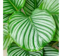 Calathea Orbifolia (12cm) V1