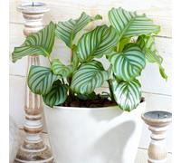 Calathea Orbifolia (12cm) V2