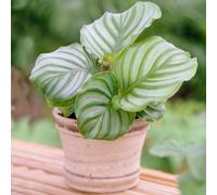 Calathea Orbifolia (12cm) V3