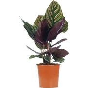 Calathea Ornata (14cm)