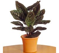Calathea Ornata (14cm) V1
