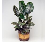 Calathea Ornata (14cm) V2