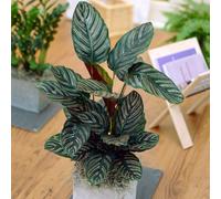Calathea Ornata (14cm) V3