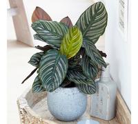 Calathea Ornata (14cm) V4