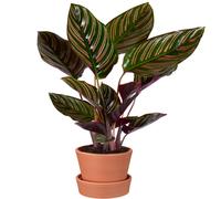 Calathea Ornata (14cm) V5