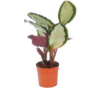 Calathea Picturata (12cm)