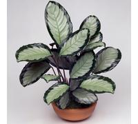 Calathea Picturata (12cm) V1