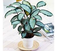 Calathea Picturata (12cm) V3