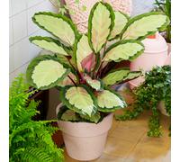 Calathea Picturata (12cm) V4