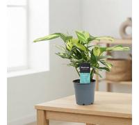 Calathea Pilosa Houseplant - 12Cm Pot, 30Cm High