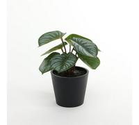 Calathea Potted House Plant 13Cm 2 Pack - Green