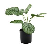 Calathea Potted House Plant 38Cm - Green