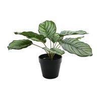 Calathea Potted Houseplant 30Cm - Green