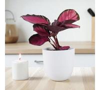 Calathea Roseopicta Rosy Indoor Prayer Plant With Stunning Pink Leaves 12Cm Pot Garden Plant