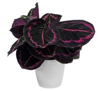 Calathea Surprise Star Indoor Plant For Home Or Office (25-35Cm Incl Pot)