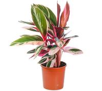 Calathea Triostar (14cm)
