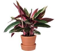 Calathea Triostar (14cm) V1