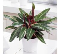 Calathea Triostar (14cm) V2
