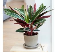 Gardeners Dream Calathea Triostar - Exotic Foliage, Indoor Houseplant (14Cm, 40-50Cm)