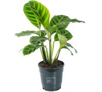 Calathea Zebrina (12cm)
