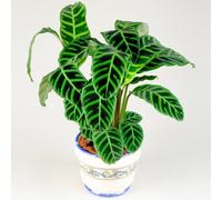 Calathea Zebrina (12cm) V1