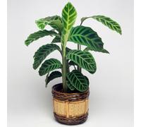 Calathea Zebrina (12cm) V2