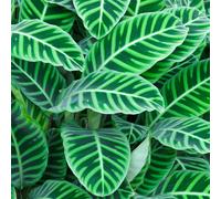 Calathea Zebrina (12cm) V3