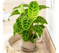 Calathea Zebrina (12cm) V4