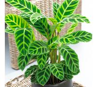 Calathea Zebrina (12cm) V5
