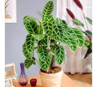 Calathea Zebrina (12cm) V6