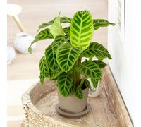 Calathea Zebrina The Zebra Plant Goeppertia Marantaceae 50cm Indoor Plant 14cm Pot Primrose Green One Size