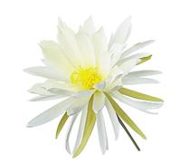 Calcifer 3 Stems Silk Broad-leaved Epiphyllum Night-blooming Flowers Orchid Cactus Artificial Flowers (White)
