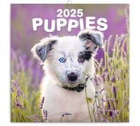 Calendar 2024-2025, Puppies Wall Calendar, Monthly Calendar, 16 Month Hanging Calendar Sep 2024 - Dec 2025, 12x12 in.