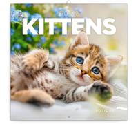 Calendar 2025-2026 Cute Kittens Wall Planner, Adorable Cat Organizer, 16-Month Hanging Schedule Sep 2025-Dec 2026, 12x12 in