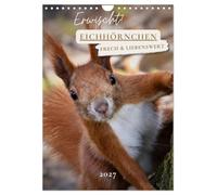 Calendar 2027 · Caught! Squirrel | Squirrels up close-cheeky and endearing · DIN A4 Portrait · CALVENDO Wall Calendar
