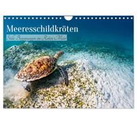Calendar 2027 · Sea Turtles: Quiet Encounters in the Red Sea | Underwater World with Hawksbill Turtles · DIN A4 Landscape · CALVENDO Wall Calendar