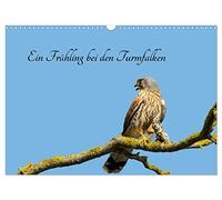 Calendar 2027 · US Version · A spring with the kestrels | From the end of March to the end of June I observed a pair of kestrels · 17" × 12" Landscape · CALVENDO Wall Calendar