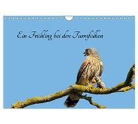 Calendar 2027 · US Version · A spring with the kestrels | From the end of March to the end of June I observed a pair of kestrels · 12" × 8" Landscape · CALVENDO Wall Calendar