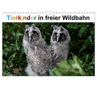 Calendar 2027 · US Version · Animal children in the wild | Funny offspring in nature, always curious about new discoveries · 12" × 8" Landscape · CALVENDO Wall Calendar