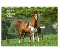 Calendar 2027 · US Version · Arabian foals 2025 | Foals with Arabian pedigree · 17" × 12" Landscape · CALVENDO Wall Calendar