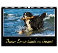 Calendar 2027 · US Version · Bernese mountain dogs on the beach | Be enchanted by spirited Bernese mountain dogs on the Baltic Sea beach · 17" × 12" Landscape · CALVENDO Wall Calendar