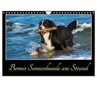 Calendar 2027 · US Version · Bernese mountain dogs on the beach | Be enchanted by spirited Bernese mountain dogs on the Baltic Sea beach · 12" × 8" Landscape · CALVENDO Wall Calendar