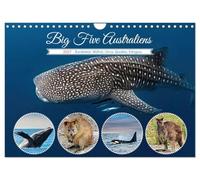 Calendar 2027 · US Version · Big Five Australia Humpback Whale, Whale | Shark, Orca, Quokka,Kangaroo · Australia's "Big Five" represent a fascinating… · 12" × 8" Landscape · CALVENDO Wall Calendar